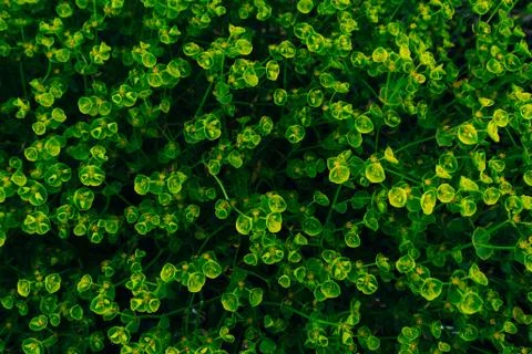 Round leaf structure. green background of grass. Stock Photos