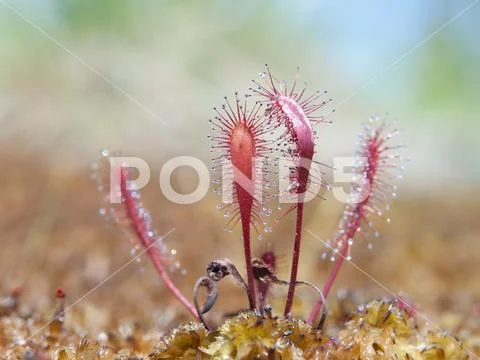 Round-leaf sundew, Drosera rotundifolia, in peatmoss Stock Photos