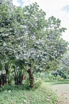 Round Leaf Tree in a Green Tropical Garden Corner Stock Photos