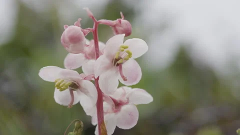 Round Leaf Wintergreen at Disko Island Stock Footage 292941643