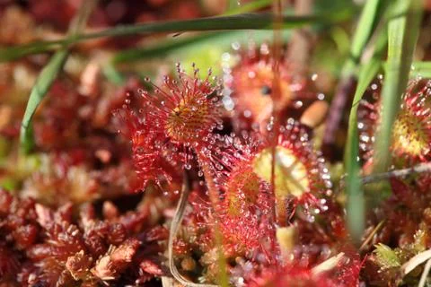 Round-leaved sundew Photos