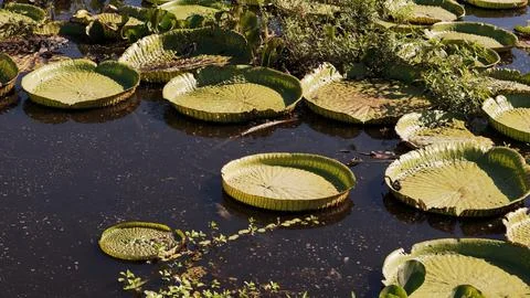 Round leaves float on calm dark water Foto stock