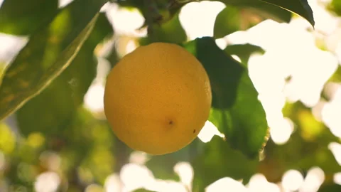 Round Lemon Closeup at Sunset Stock Footage 237043071