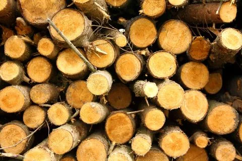 Round logs of firewood as background Stock Photos