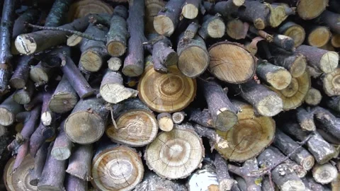 Round logs Vídeo Stock 159864164