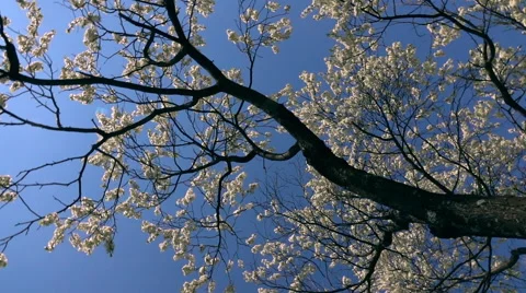 Round looking up panoramic scene of blooming cherry tree crowns. Slow-mo Видео 65117535