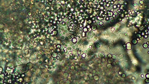 Round milk bacilli in a colored solution of fermented milk edible product Stock Footage 121938799