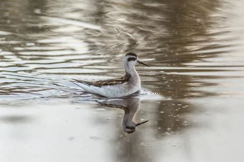 Round-nosed phalarope 스톡 사진