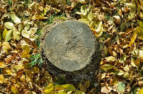 A round old withered stump surrounded by many fallen leaves Stock Photos