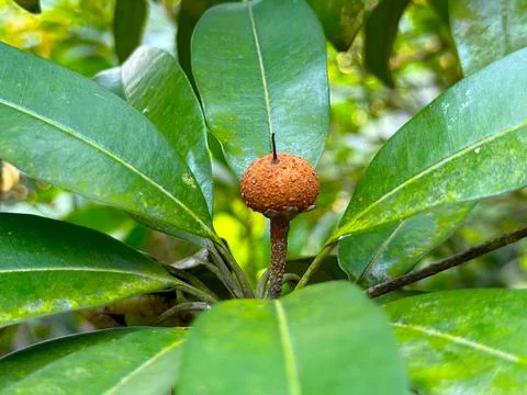 Round orange fruit grows with large leaves from the stem in this high resolut Foto stock