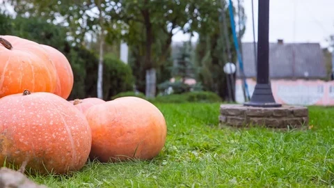 Round orange pumpkins on the grass in the fall Stock Footage 82531288