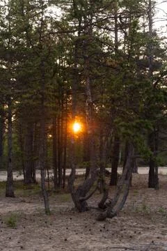 Round orange setting sun between pine branches on russian north Stock Photos