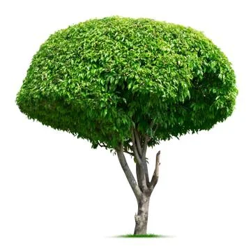 Round ornamental tree Stock Photos