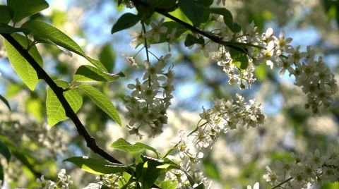 Round pan view of blooming bird cherry branch in slow motion Vídeos de archivo 65116814