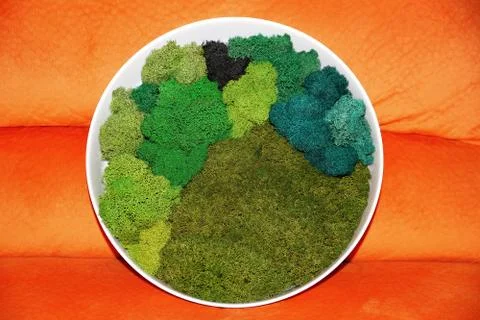 A round panel made of stabilized moss of various shades for ecological decora Stock Photos