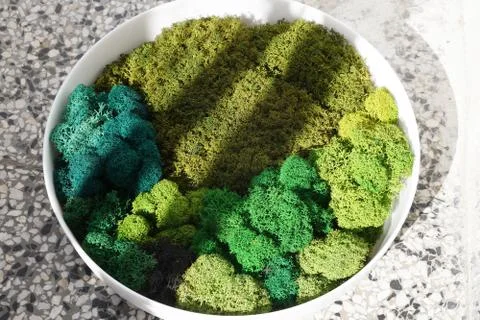 A round panel made of stabilized moss of various shades for ecological decora Stock Photos