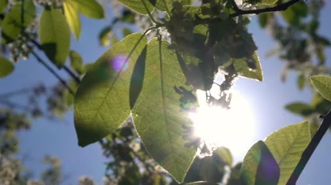 Round panoramic scene with sun through bird cherry twigs. Slow motion. Vidéo 65116409