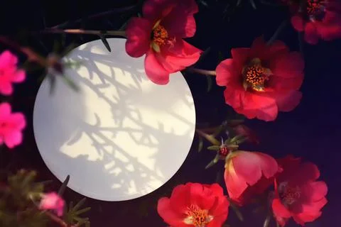Round paper background with copy space and red moss roses Stock Photos