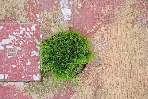 Round Patch of Fresh Greenery on Worn Pavement with Copy Space Stock Photos