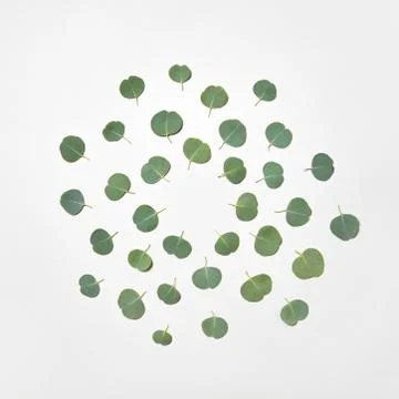 Round pattern from natural leaves of Eucalyptus plant on a white background. Stock-Fotos