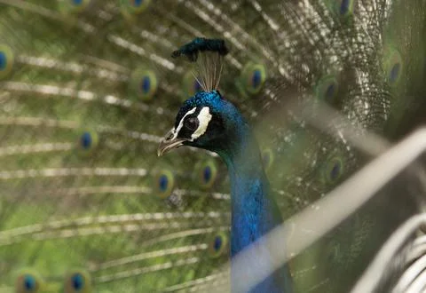 Round pattern in peacock feathers close up Stock Photos