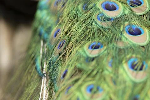 Round pattern in peacock feathers close up Stock Photos