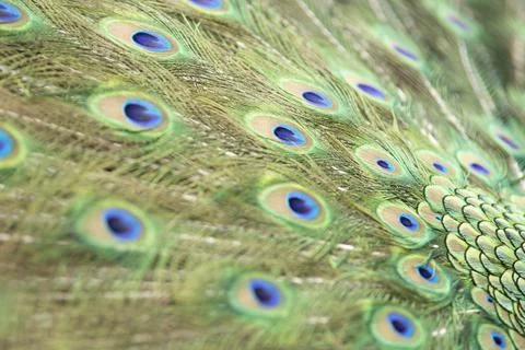 Round pattern in peacock feathers close up Stock Photos