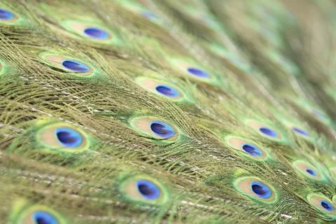 Round pattern in peacock feathers close up Stock Photos