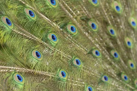 Round pattern in peacock feathers close up Stock Photos