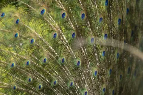 Round pattern in peacock feathers close up Stock Photos
