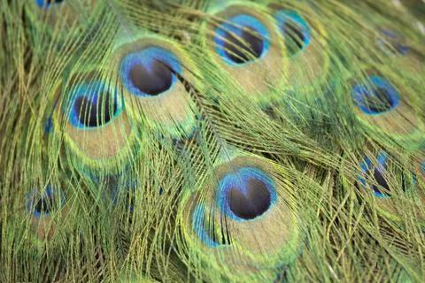 Round pattern in peacock feathers close up Foto stock