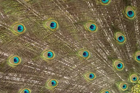 Round pattern in peacock feathers close up Stock Photos