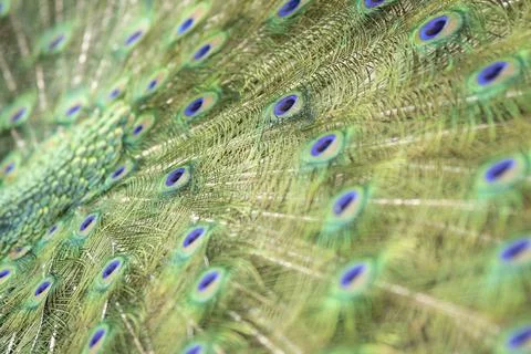 Round pattern in peacock feathers close up Stock Photos