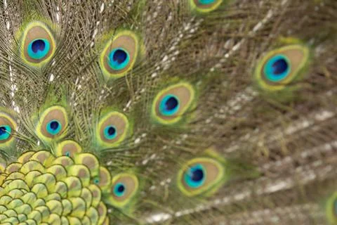 Round pattern in peacock feathers close up Stock Photos