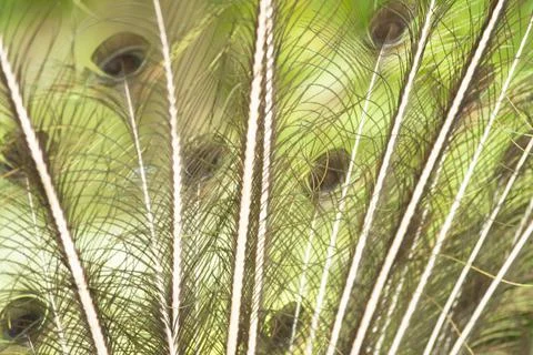 Round pattern in peacock feathers close up Stock Photos
