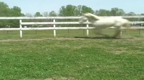 Round pen at a gallop Stock Footage 10908853