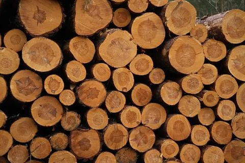 Round pine trees in close-up Stock Photos