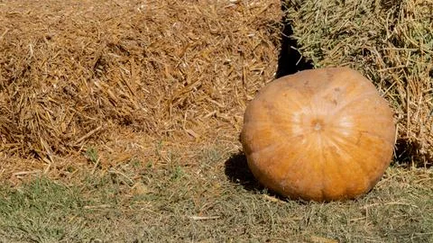 Round pumpkin on the background of a haystack, autumn harvest, background Stock Photos