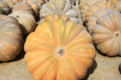 Round pumpkins Stock Photos