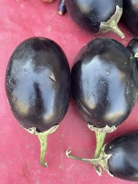 Round Purple Eggplants Stock Photos