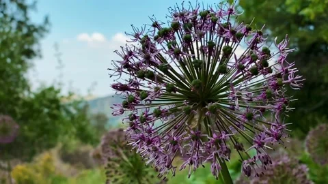 Round purple flower Stock Footage 196816782
