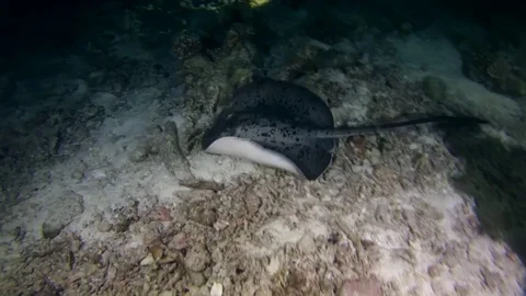 Round ribbontail ray (Taeniura meyeni) swims over coral reef, night diving Stock Footage