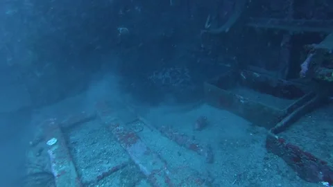 Round ribbontail ray in the wreck Stock Footage 263398206