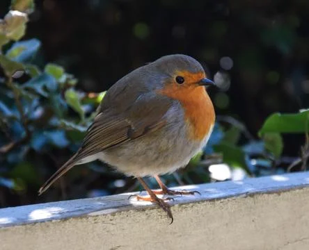 A Round Robin Perching Stock Photos