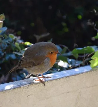 A Round Robin Perching Stock Photos