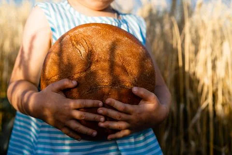 Round rye bread in children's hands on the background of a rye field with spi Stock Photos