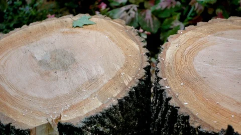 Round Saw Cut Of An Old Tree With Rings Sawn In A Circle Stock Footage 102791594