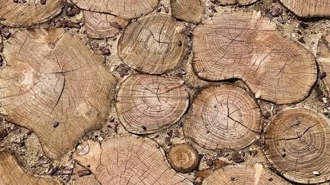 Round sawn timber surface, known as sawn timber flooring or decorative sawn. Stock Footage 315506098