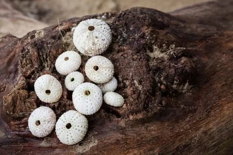 Round seashells on log Stock Photos