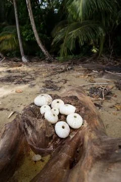 Round seashells on log Stock Photos